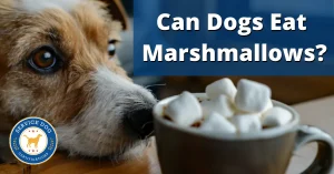 Can Dogs Eat Marshmallows