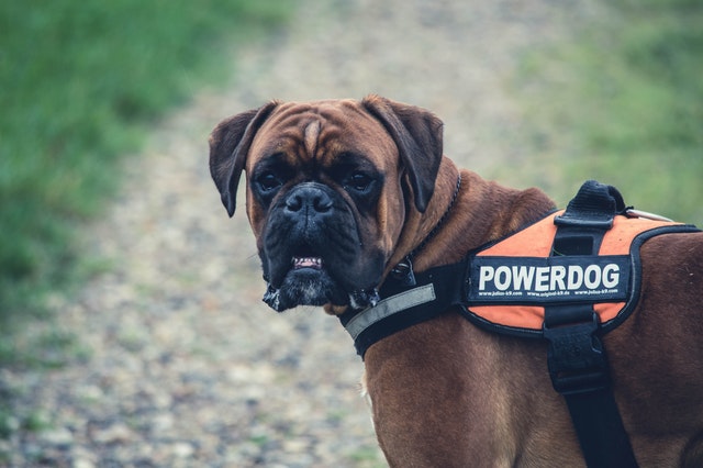 boxer service dog