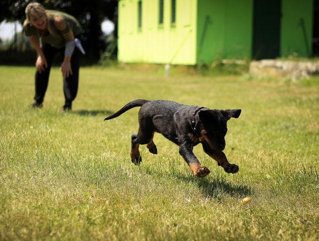 service dog training tips