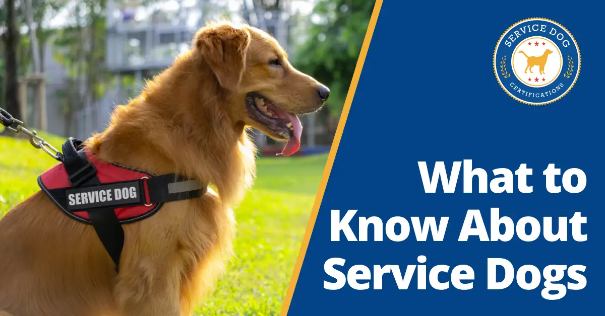 What to Know About Service Dogs