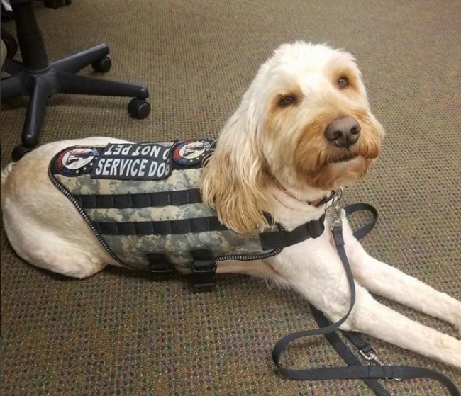 service dog trainer training