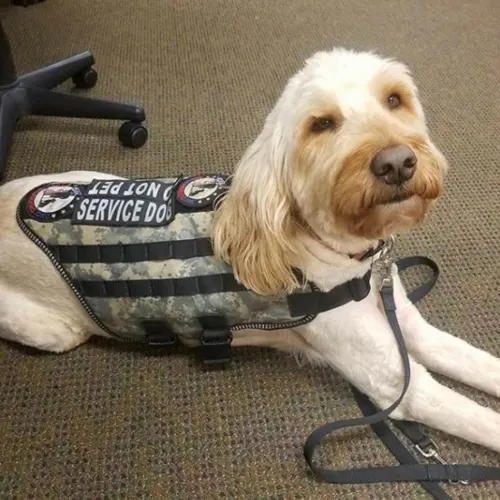 Trained Service Dog in Public