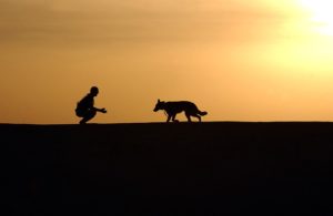 service dog guide