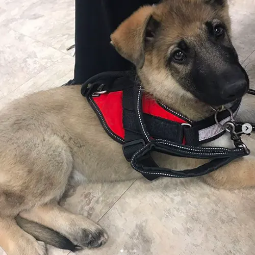 Service Dog in training