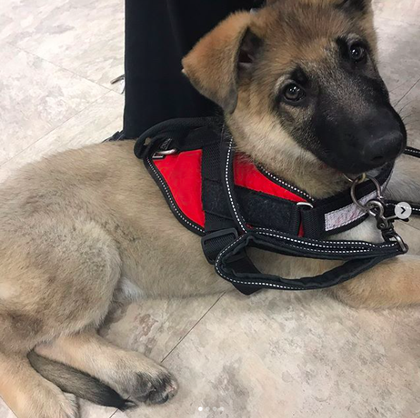service dog in training