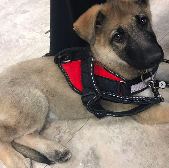 owner training service dog