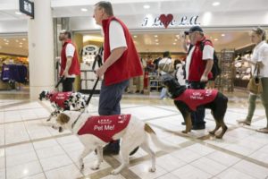 Therapy Dog Certification Online Service Dog Certifications