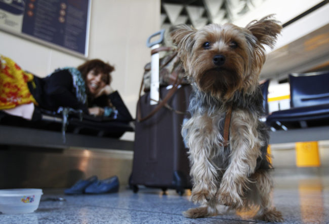 How to get an Emotional Support Animal Letter for Flying - Service Dog Certifications How to get an Emotional Support Animal Letter for Flying - Service Dog Certifications
