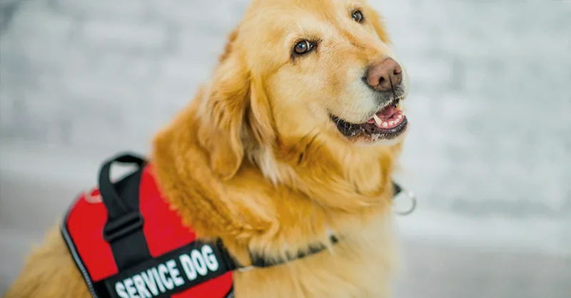 Service Dog Certification Guide