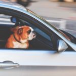 does uber allow dogs uber s service animal policy service certifications does uber allow dogs uber s service animal policy service certifications
