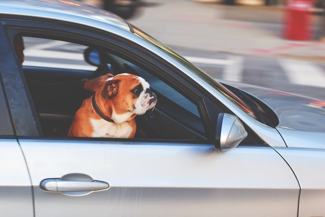 service dog in uber