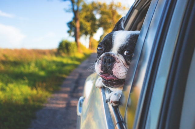 US and Canada Uber drivers must allow service animal in their vehicles.