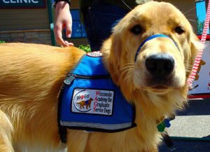 service dog information