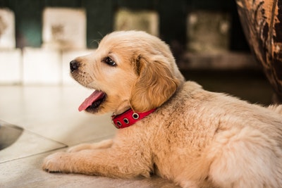 Puppy service dog in training