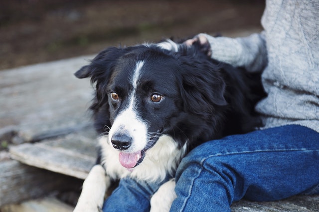 panic attack dog training