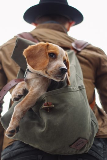Man and service dog in backpack