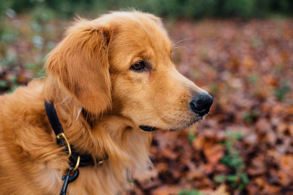 Golden Retrievers make great Psychiatric Service Dogs