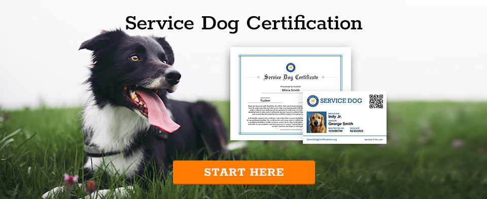 Service Dog Certification - Start Here