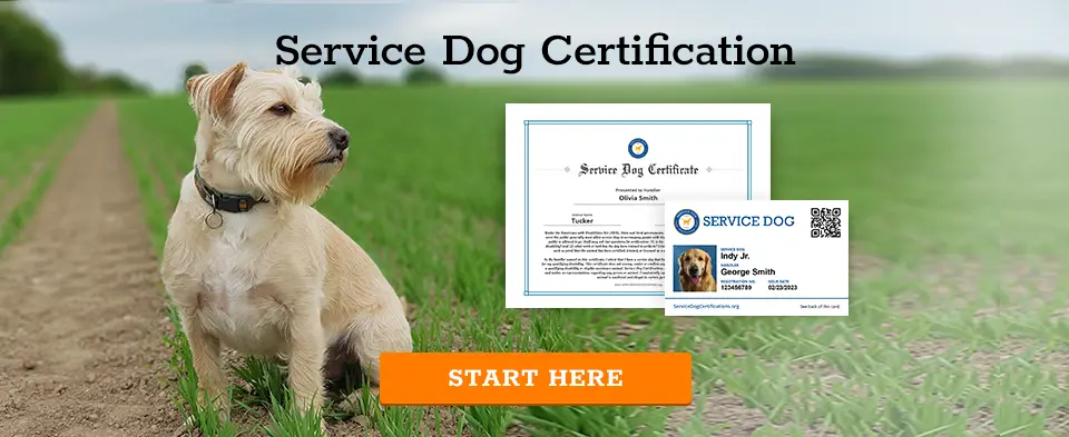 Service Dog Certification - Start Here