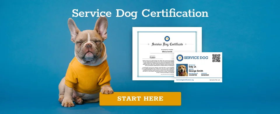 Service Dog Certification - Start Here