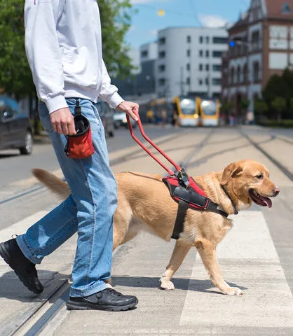 Service dog with owner walking - ServiceDogCertifications