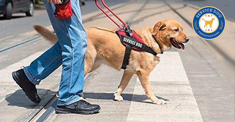 do service dogs have to walk