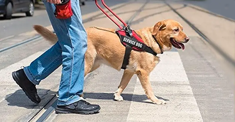 Service dog with owner walking - ServiceDogCertifications