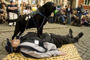 psychiatric assistance dog