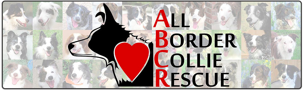 All Border Collie Rescue