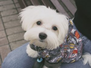 Can a Maltese Be a Service Dog 