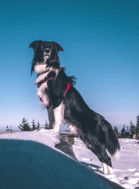 border collie tall