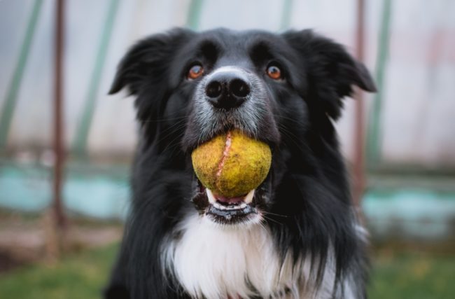 border collie with ball