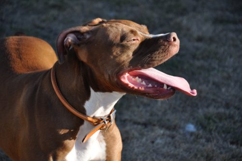 pitbull emotional support dog