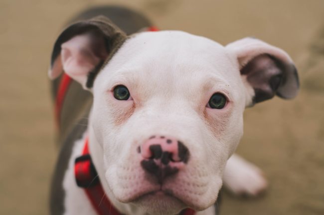 pitbull emotional support dog