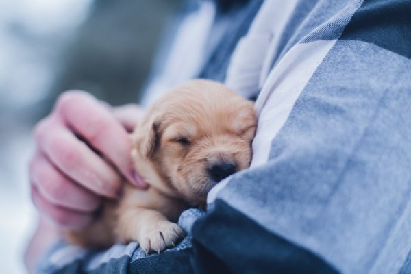 When 'emotional support animals' offer all the comfort of chicken