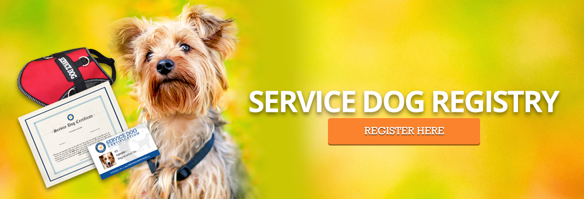 yorkie psychiatric service dog