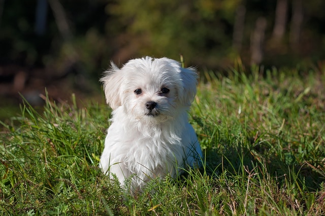 can a maltese be a therapy dog? 2
