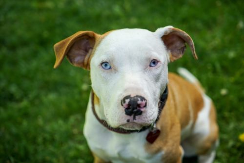 pitbull emotional support dog