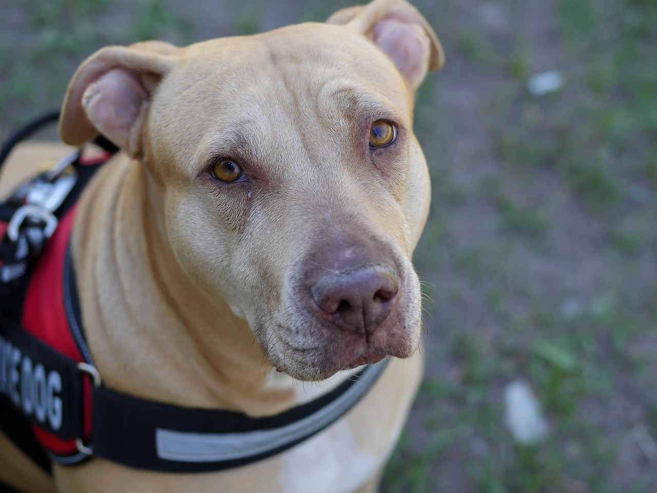 pitbull emotional support dog