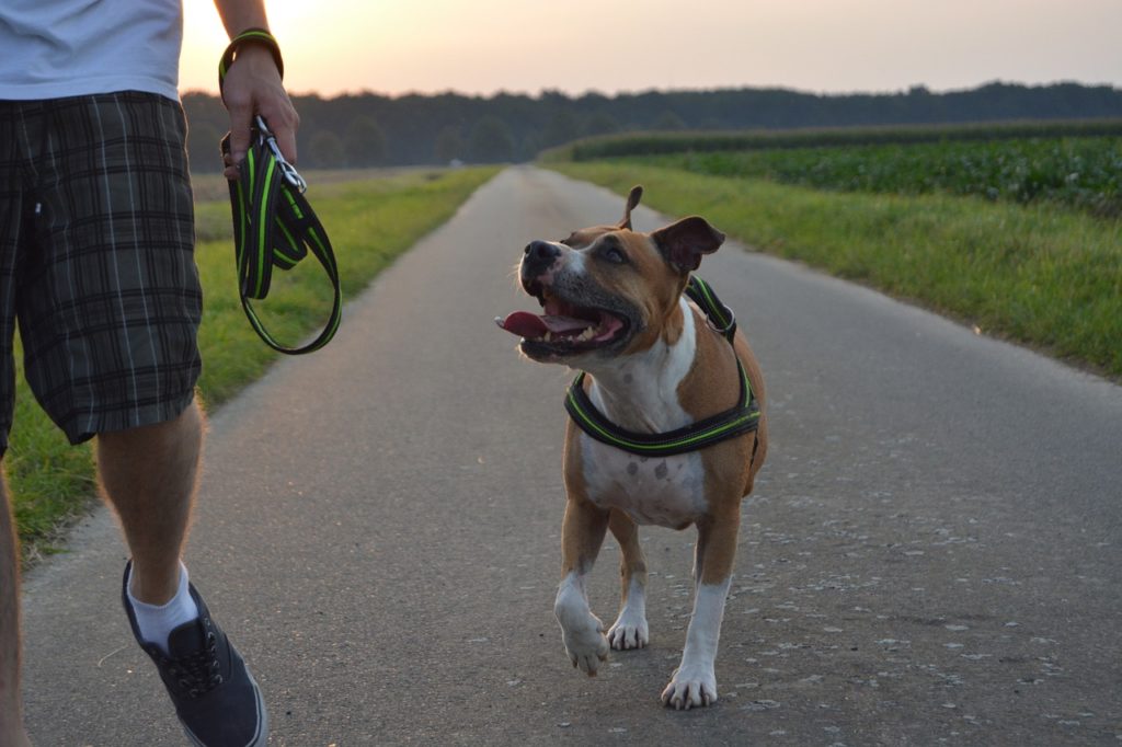 A service dog's off-leash training for public access