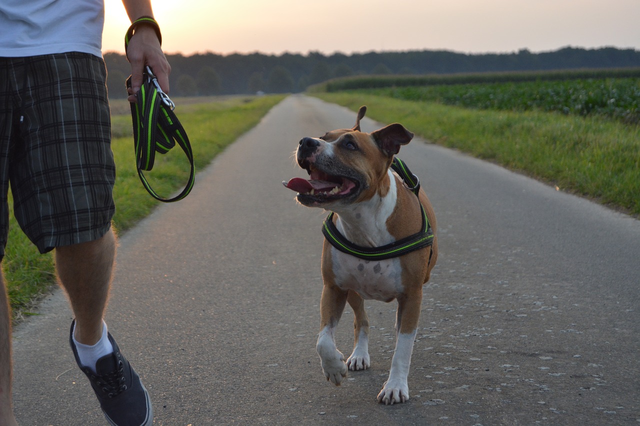 can a pitbull be a service dog in florida