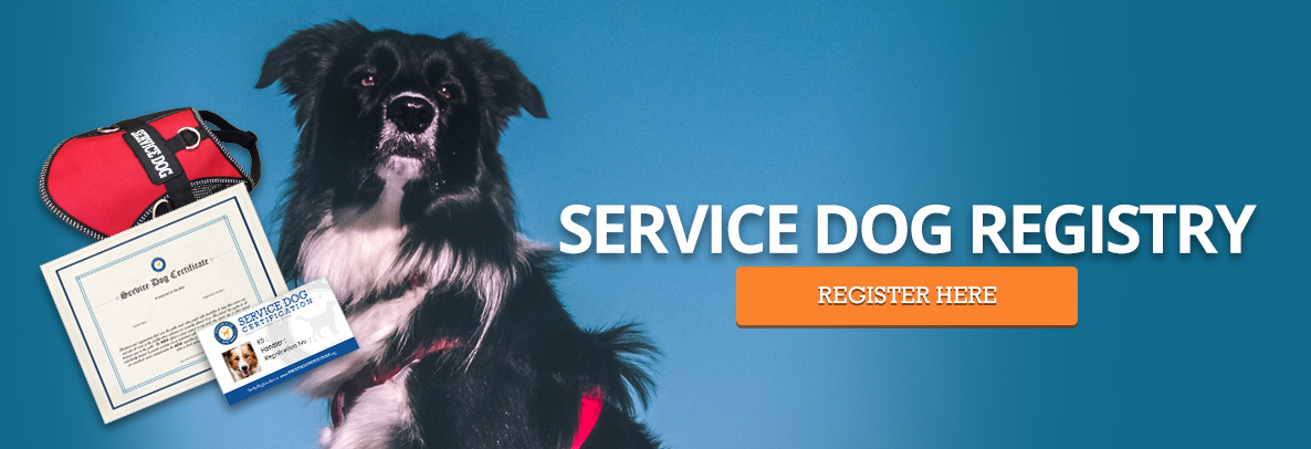 Service dog registration banner with border collie and certification information. 