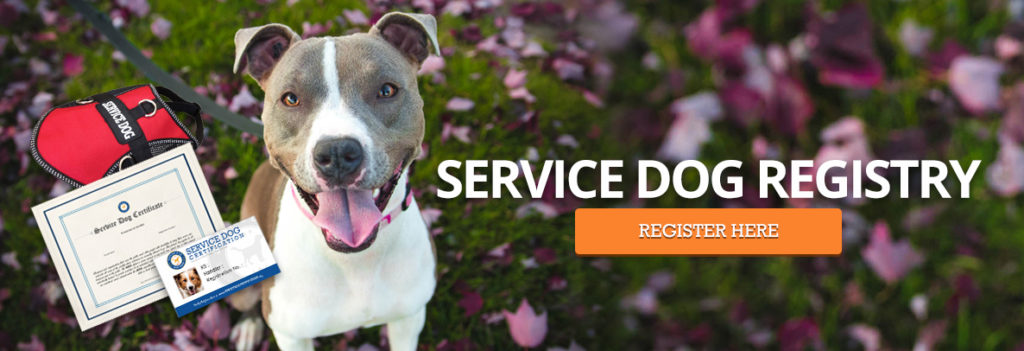 Service dog registration - Pitubll
