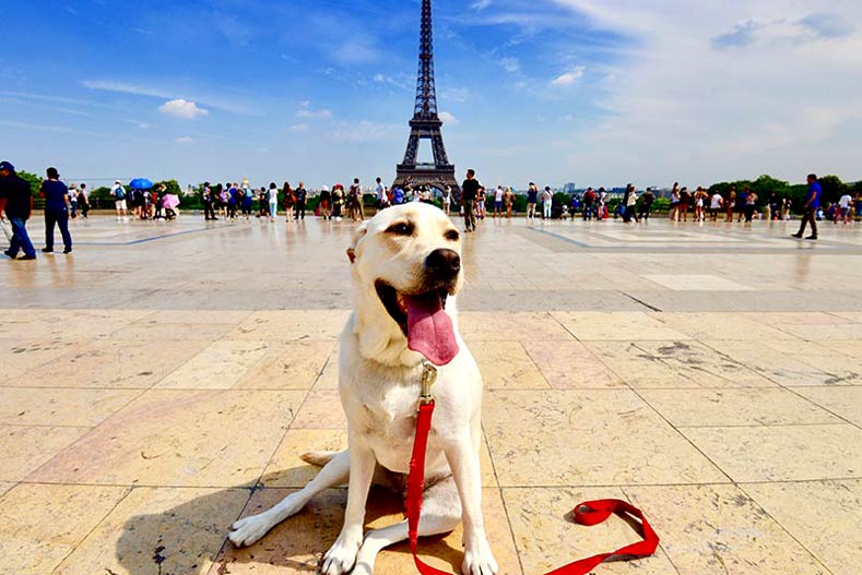 dog in paris france