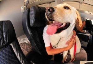 dogs you can take on a plane