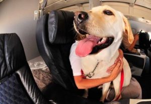 traveling with dog southwest