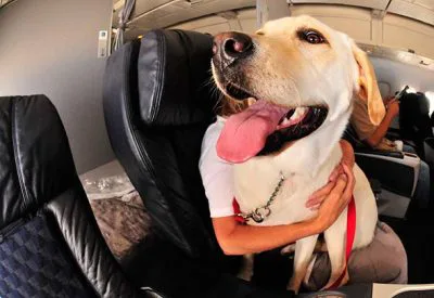 large service dog on airplane