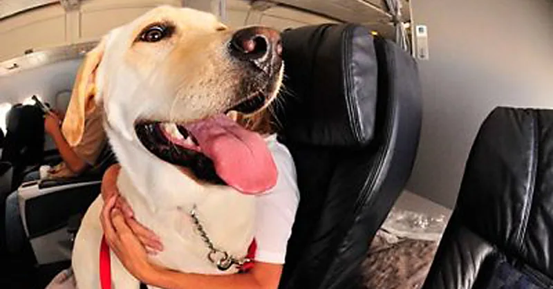 Large Service Dog on Airplane