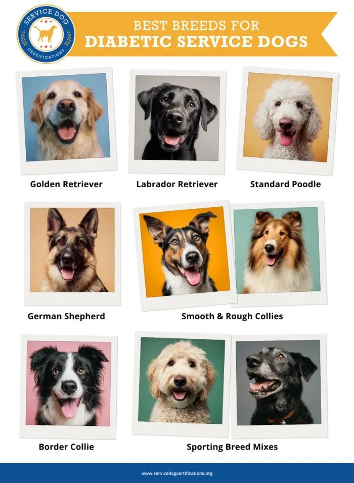 Best Breeds for Diabetic Service Dogs