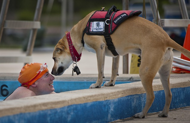 Service Dog watching over his owner in the pool